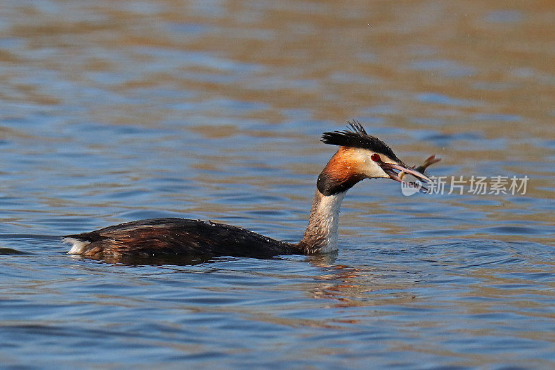 Grebe huppe - Grebe (Podiceps crista)。